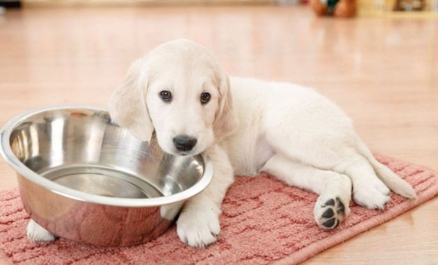 Cachorro sosteniendo su recipiente de comida